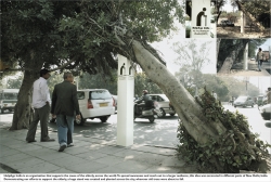 HelpAge India: Tree