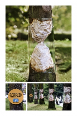 Science Museum: Beaver Trees