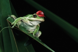 Pest Control: Fred