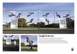 Save the Maui's dolphins: Caught in the net