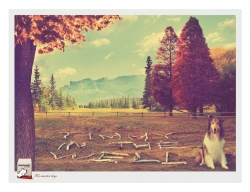 Max Health Pet Diet: Lassie