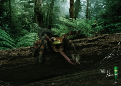 Shock FX: Spidertoad