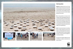 WWF Turtle Conservation Program: Soup Bowls