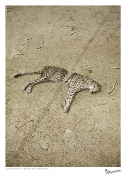 Vespa: Cheetah