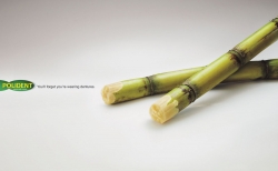 Polident Denture Care: Sugarcane