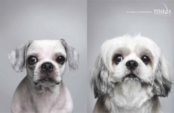Pineda Hair Transplant Clinic: Pup
