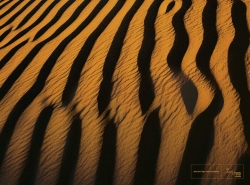 Wildlife Trust of India: Desert