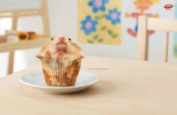 Lifebuoy Handwash: Hamster