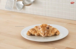 Lifebuoy Handwash: Kitten