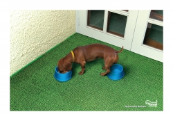 Kennel1: Dog Laxative two