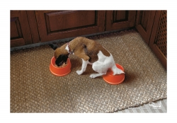 Kennel1: Dog Laxative three
