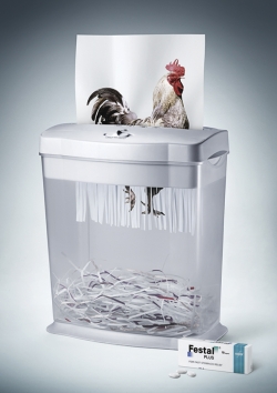 Festal Plus:  chicken