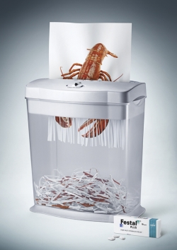 Festal Plus: lobster