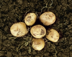 Lay's Potato Chips: Your Potato's Are Growm Closer Than You Think