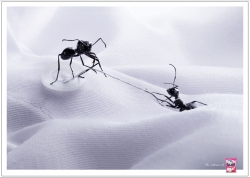 Surf with fabric conditioner: Ants