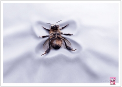Surf: bee