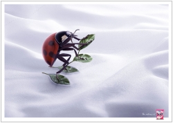 Surf with fabric conditioner: Ladybird
