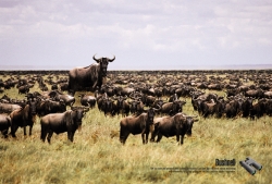 Bushnell Binoculars: Buffalo