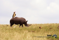 binoculars: Rhino