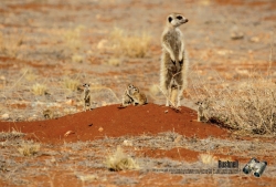 binoculars: Meerkat