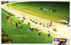 TAB: Greyhounds