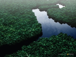 Pioneer: Rainforest
