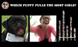 Sony Ericsson: Nice Puppies