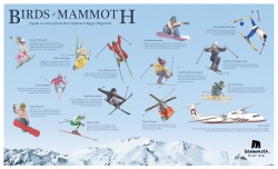 Mammoth Mountain: Birds of Mammoth