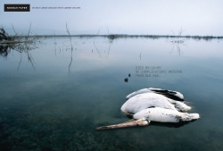 Neenah Paper: Full Life - Pelican