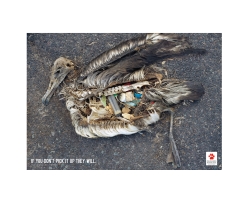 EWT: Trash sea birds - Lighter