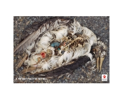 EWT: Trash sea birds - Golf ball